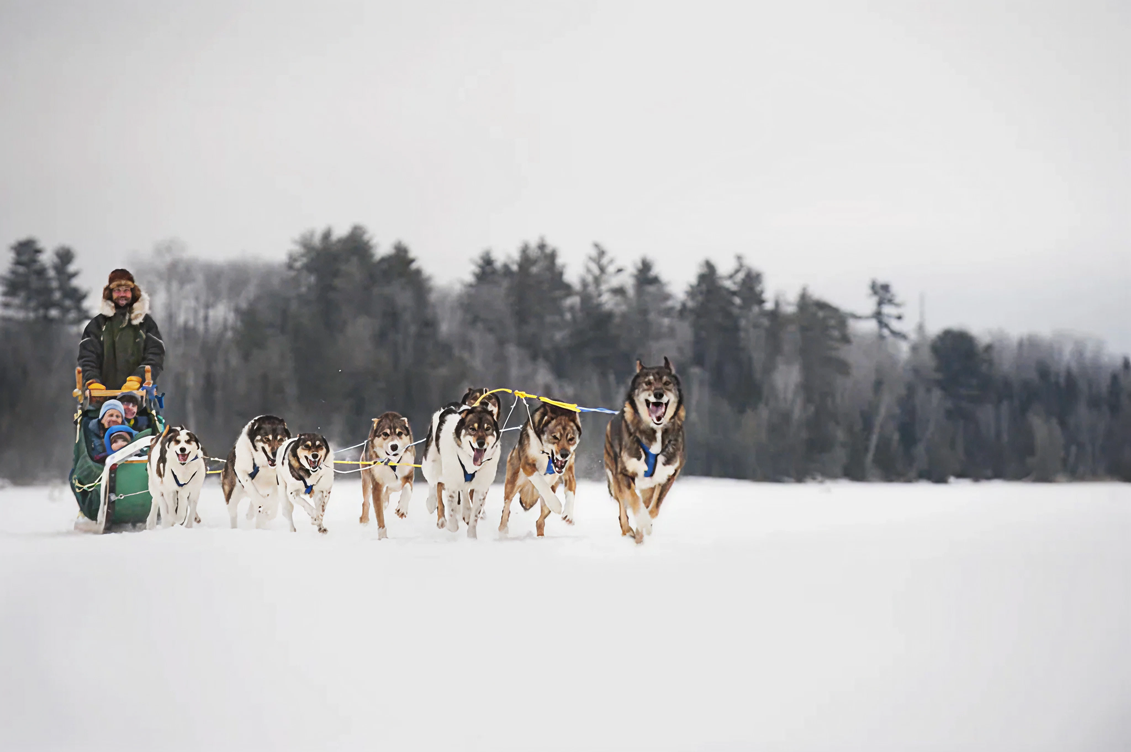 Dog Sledding | Lutsen Mountains